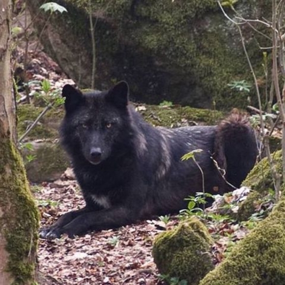 Meet your Posher, Mark - Picture 1 of 1